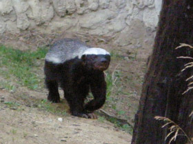 Фото Медоед