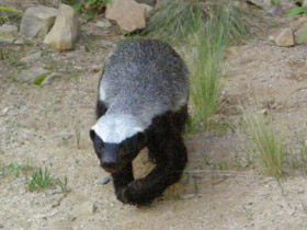 Фото Медоед