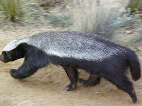 Фото Медоед