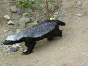 Фото Медоед