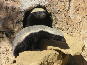 Фото Медоед