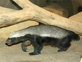 Фото Медоед