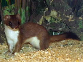 Горностай Горностай