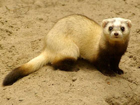 Фото Степной хорек