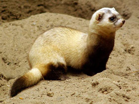 Фото Степной хорек