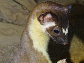 Длиннохвостая ласка Длиннохвостая ласка