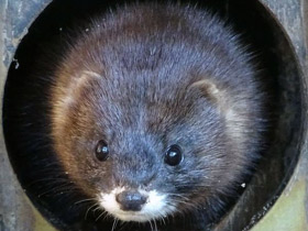 Фото Европейская норка