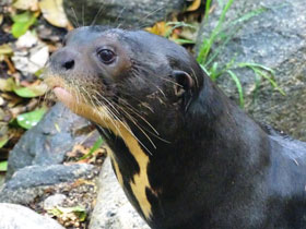 Смотреть фото Гигантская выдра Фото Гигантская выдра