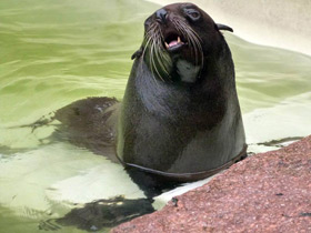 Смотреть фото Южноамериканский морской котик Фото Южноамериканский морской котик