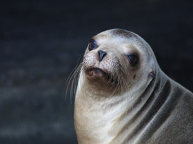 Смотреть фото Галапагосский морской котик Фото Галапагосский морской котик