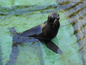 Смотреть фото Северный морской котик Фото Северный морской котик