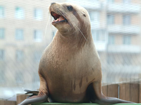 Смотреть фото Сивуч Фото Сивуч