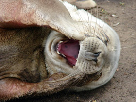 Фото Серый тюлень