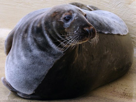 Фото Серый тюлень