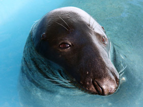 Фото Серый тюлень