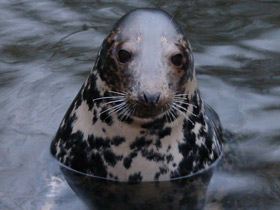 Фото Серый тюлень