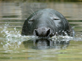 Фото Серый тюлень