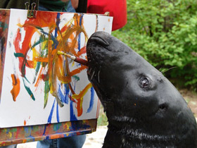 Фото Серый тюлень