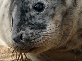 Фото Серый тюлень