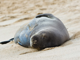 Смотреть фото Гавайский тюлень-монах Фото Гавайский тюлень-монах