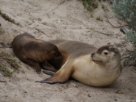 Смотреть фото Австралийский морской лев Фото Австралийский морской лев