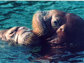 Смотреть фото Морж Фото Морж