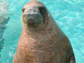 Смотреть фото Морж Фото Морж