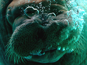 Смотреть фото Морж Фото Морж