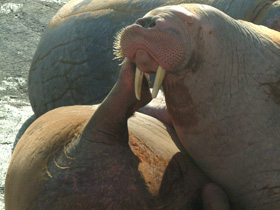 Смотреть фото Морж Фото Морж