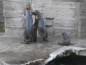 Смотреть фото Южный морской лев Фото Южный морской лев