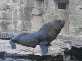 Смотреть фото Южный морской лев Фото Южный морской лев