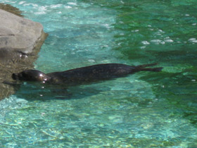 Смотреть фото Обыкновенный тюлень Фото Обыкновенный тюлень