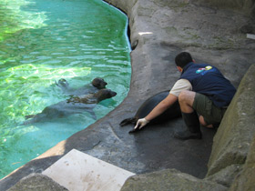 Смотреть фото Обыкновенный тюлень Фото Обыкновенный тюлень