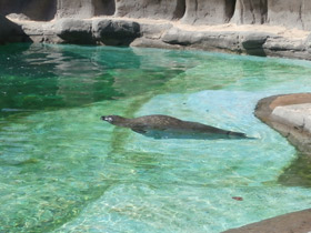 Смотреть фото Обыкновенный тюлень Фото Обыкновенный тюлень