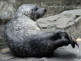 Смотреть фото Обыкновенный тюлень Фото Обыкновенный тюлень