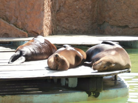 Смотреть фото Обыкновенный тюлень Фото Обыкновенный тюлень