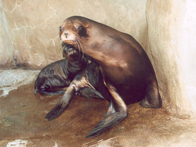 Фото Калифорнийский морской лев