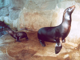 Фото Калифорнийский морской лев