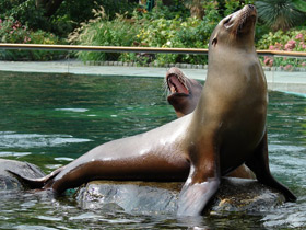 Фото Калифорнийский морской лев
