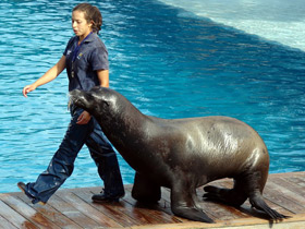 Фото Калифорнийский морской лев