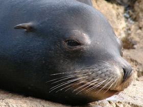 Фото Калифорнийский морской лев