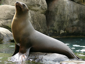 Фото Калифорнийский морской лев