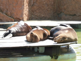 Фото Калифорнийский морской лев
