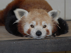 Смотреть фото Малая Панда Фото Малая Панда