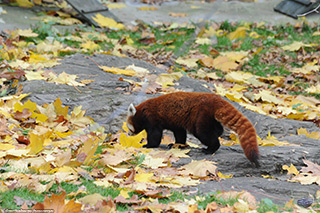 Смотреть фото Малая Панда Фото Малая Панда