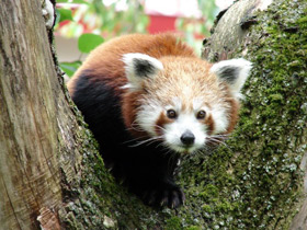 Малая Панда Малая Панда