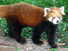 Смотреть фото Малая Панда Фото Малая Панда