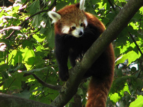 Смотреть фото Малая Панда Фото Малая Панда