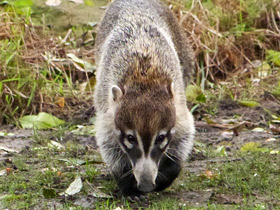 Фото Белоносая носуха