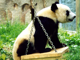 Фото Большая панда (Бамбуковый медведь)